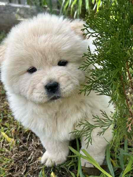 https://championchowchowpuppies.com/our-chow-chow/